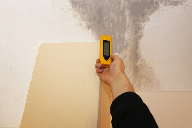 Best Basement Mold Removal  in Byron, MN