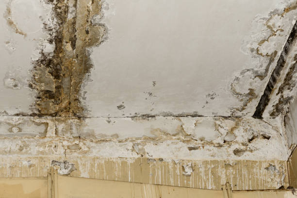 Best Post-Remediation Verification Testing  in Byron, MN