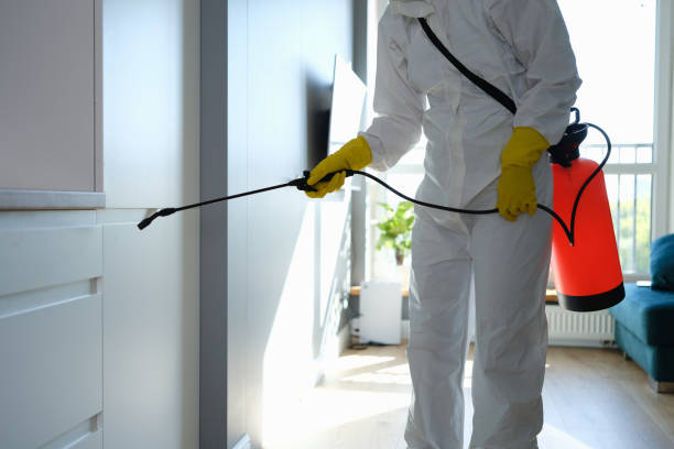 Trusted Byron, MN Mold Removal Experts
