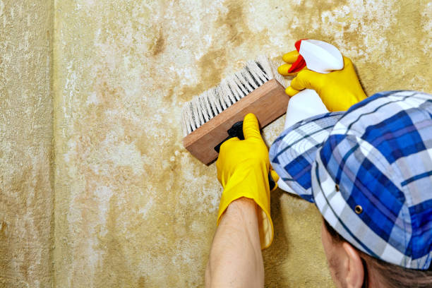 Best Comprehensive Air Testing for Mold Contaminants  in Byron, MN