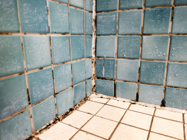 Best Emergency Mold Remediation  in Byron, MN