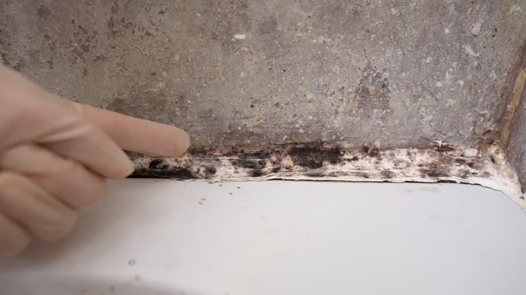 Best Environmental Consulting for Mold Prevention  in Byron, MN